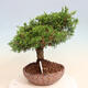 Vonkajší bonsai - Juniperus chinensis Itoigawa -Jalovec čínsky - 4/4