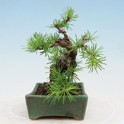 Vonkajší bonsai -Larix decidua - Smrekovec opadavý - 4