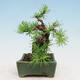 Vonkajší bonsai -Larix decidua - Smrekovec opadavý - 4/5