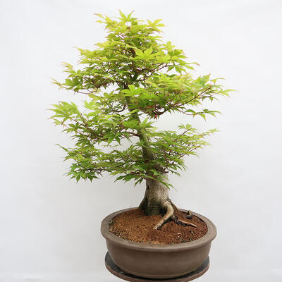 Vonkajší bonsai - Javor dlanitolistý - Acer palmatum - LEN PALETOVÁ PREPRAVA - 4