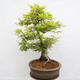 Vonkajší bonsai - Javor dlanitolistý - Acer palmatum - LEN PALETOVÁ PREPRAVA - 4/5