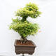 Vonkajší bonsai - Javor dlanitolistý - Acer palmatum - LEN PALETOVÁ PREPRAVA - 4/5