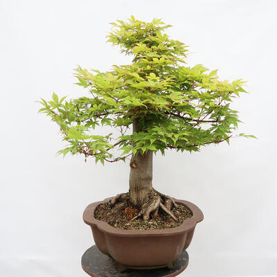 Vonkajší bonsai - Javor dlanitolistý - Acer palmatum - LEN PALETOVÁ PREPRAVA - 4