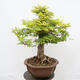 Vonkajší bonsai - Javor dlanitolistý - Acer palmatum - LEN PALETOVÁ PREPRAVA - 4/5