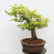 Vonkajší bonsai - Javor dlanitolistý - Acer palmatum - LEN PALETOVÁ PREPRAVA - 4/5