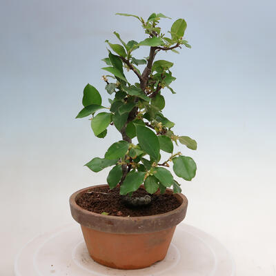 Vonkajšie bonsai - Pseudocydonia sinensis - Duloň čínska - 4