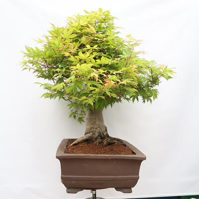 Vonkajší bonsai - Javor dlanitolistý - Acer palmatum - LEN PALETOVÁ PREPRAVA - 4