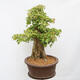 Vonkajší bonsai - Javor Burgerov - Acer Burgerianum - LEN PALETOVÁ PREPRAVA - 4/4