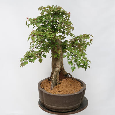 Vonkajší bonsai - Javor Burgerov - Acer Burgerianum - LEN PALETOVÁ PREPRAVA - 4