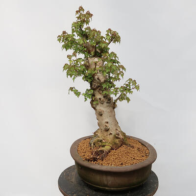 Vonkajší bonsai - Javor Burgerov - Acer Burgerianum - LEN PALETOVÁ PREPRAVA - 4