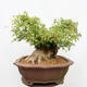 Vonkajší bonsai - Javor Burgerov - Acer Burgerianum - LEN PALETOVÁ PREPRAVA - 4/5