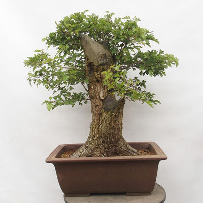 Vonkajší bonsai - Hloh - Crataegus monogyna - 4