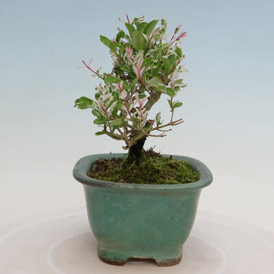 Vonkajší bonsai - Ligustrum obtusifolium - Vtáčí zob tupolistý - 4