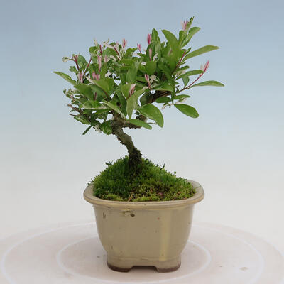 Vonkajší bonsai - Ligustrum obtusifolium - Vtáčí zob tupolistý - 4