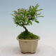 Vonkajší bonsai - Ligustrum obtusifolium - Vtáčí zob tupolistý - 4/5