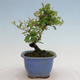 Vonkajší bonsai - Ligustrum obtusifolium - Vtáčí zob tupolistý - 4/5