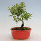 Vonkajší bonsai - Ligustrum obtusifolium - Vtáčí zob tupolistý - 4/6