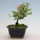 Vonkajší bonsai - Ligustrum obtusifolium - Vtáčí zob tupolistý - 4/6