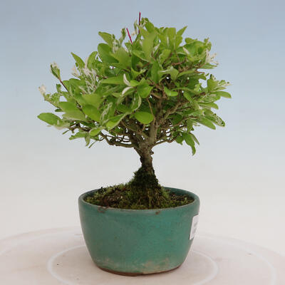 Vonkajší bonsai - Ligustrum obtusifolium - Vtáčí zob tupolistý - 4