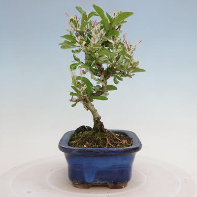 Vonkajší bonsai - Ligustrum obtusifolium - Vtáčí zob tupolistý - 4