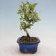 Vonkajší bonsai - Ligustrum obtusifolium - Vtáčí zob tupolistý - 4/5