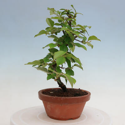 Vonkajšie bonsai - Pseudocydonia sinensis - Duloň čínska - 4