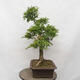 Vonkajší bonsai - Hloh - Crataegus monogyna - 4/6