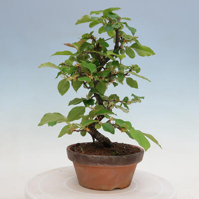 Vonkajšie bonsai - Pseudocydonia sinensis - Duloň čínska - 4