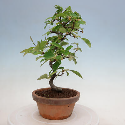 Vonkajšie bonsai - Pseudocydonia sinensis - Duloň čínska - 4