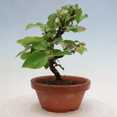 Vonkajšie bonsai - Pseudocydonia sinensis - Duloň čínska - 4