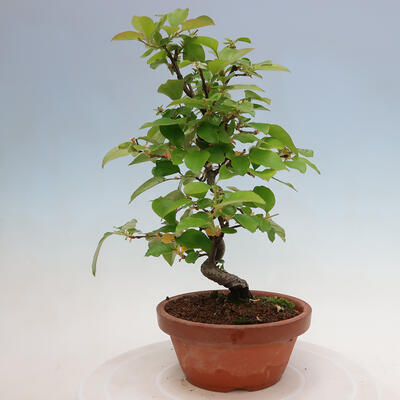 Vonkajšie bonsai - Pseudocydonia sinensis - Duloň čínska - 4