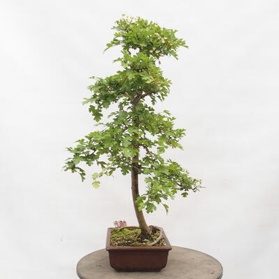 Vonkajší bonsai - Hloh - Crataegus monogyna - 4