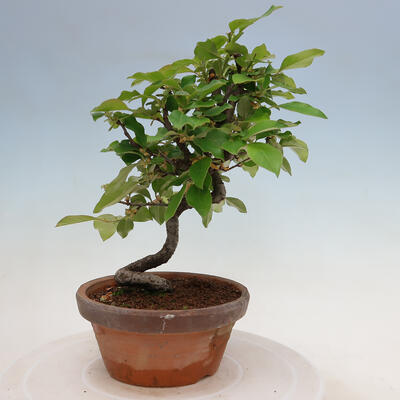 Vonkajšie bonsai - Pseudocydonia sinensis - Duloň čínska - 4