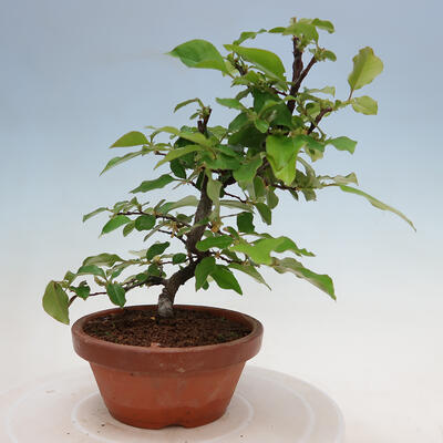 Vonkajšie bonsai - Pseudocydonia sinensis - Duloň čínska - 4