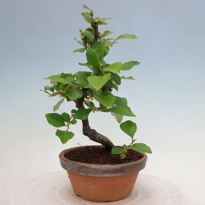 Vonkajšie bonsai - Pseudocydonia sinensis - Duloň čínska - 4