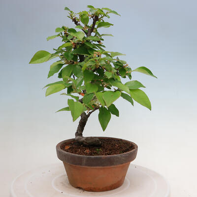 Vonkajšie bonsai - Pseudocydonia sinensis - Duloň čínska - 4