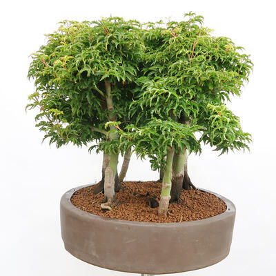 Vonkajší bonsai - Acer palmatum SHISHIGASHIRA- Javor malolistý-lesík - 4