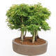 Vonkajší bonsai - Acer palmatum SHISHIGASHIRA- Javor malolistý-lesík - 4/4