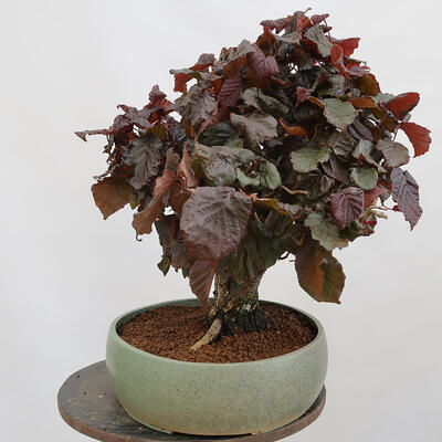 Vonkajší bonsai - Corylus Avellana Red Majestic - Lieska obyčajná - 4