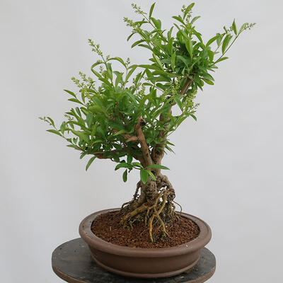 Vonkajší bonsai - Ligustrum vulgare - Vtáčí zob - 4