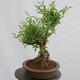 Vonkajší bonsai - Ligustrum vulgare - Vtáčí zob - 4/4