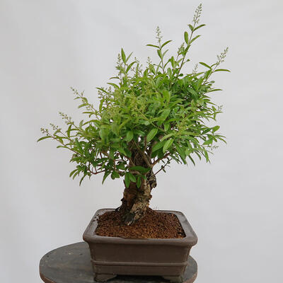 Vonkajší bonsai - Ligustrum vulgare - Vtáčí zob - 4