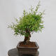 Vonkajší bonsai - Ligustrum vulgare - Vtáčí zob - 4/4