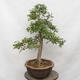 Vonkajší bonsai - Hloh - Crataegus monogyna - 4/5