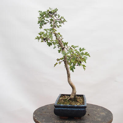 Vonkajší bonsai - Hloh - Crataegus monogyna - 4