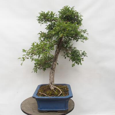 Vonkajší bonsai - Hloh - Crataegus monogyna - 4