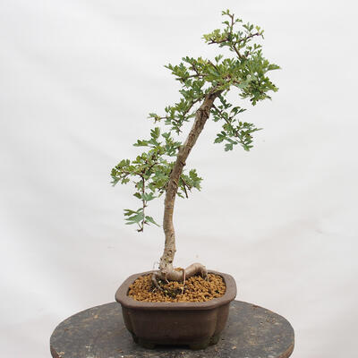 Vonkajší bonsai - Hloh - Crataegus monogyna - 4