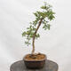 Vonkajší bonsai - Hloh - Crataegus monogyna - 4/5