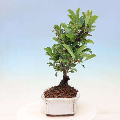 Vonkajší bonsai - Malus sergentiu - Maloplodá jabloň - 4