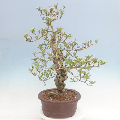 Vonkajší bonsai - Hloh klinovitý - Crataegus cuneata - 4